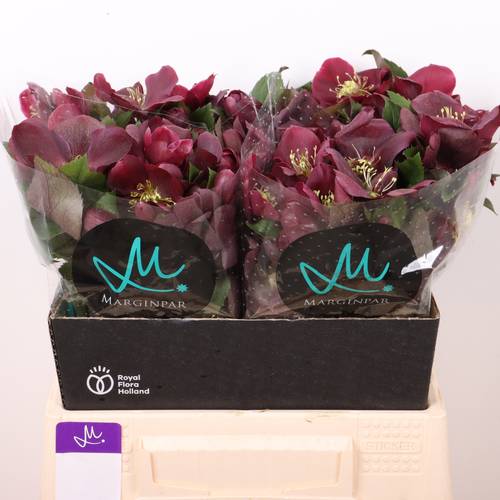 Helleborus weinrot Classic One 40cm