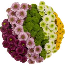 Santini mix Pom Pon Briljant Ex 55cm 1500 Gramm