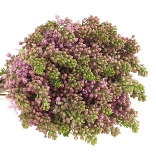 Flieder lila Lava 2/3 Kopf 40cm