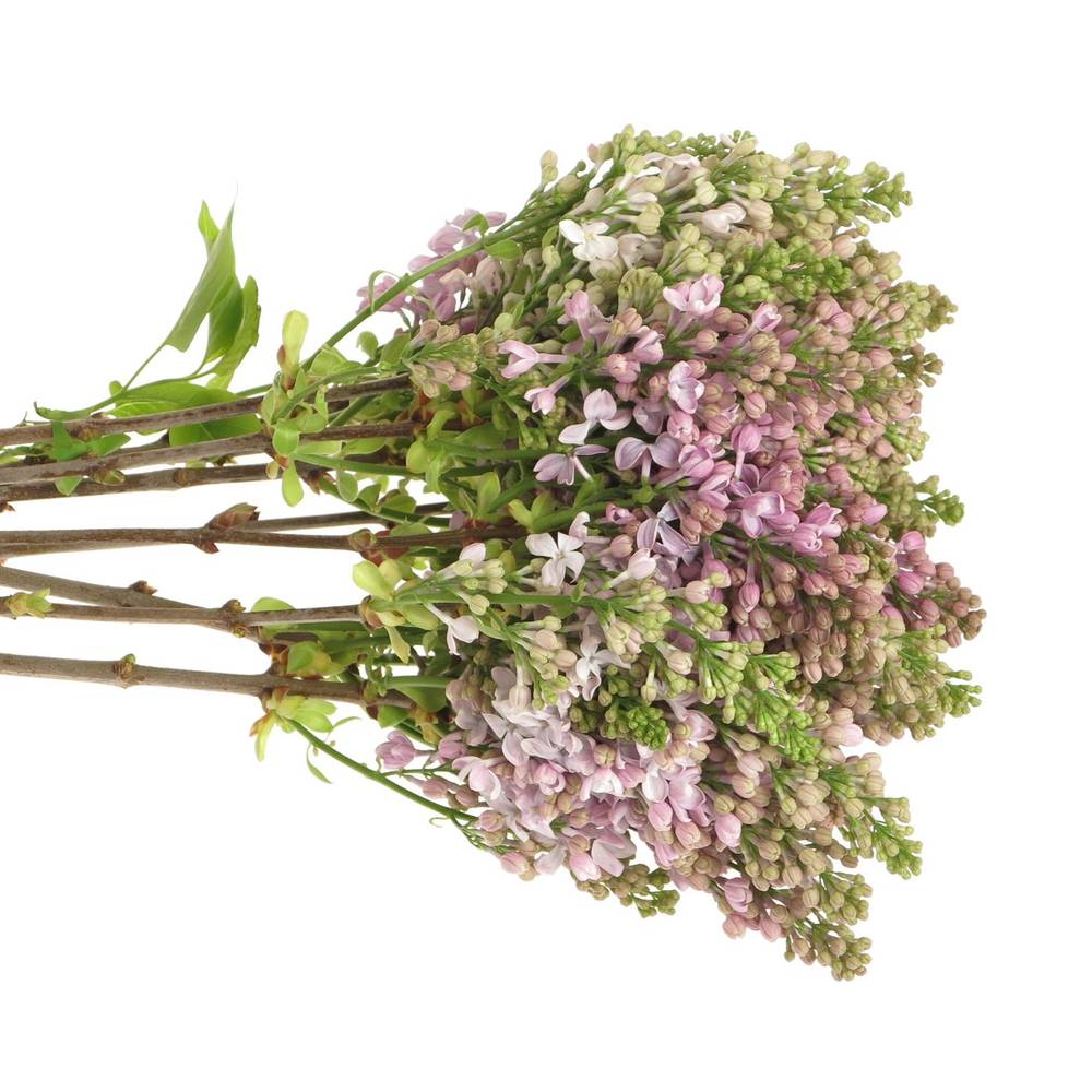 Flieder lila Lava 2/3 Kopf 40cm