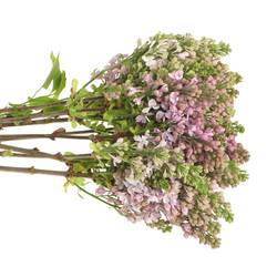 Flieder lila Lava 2/3 Kopf 40cm