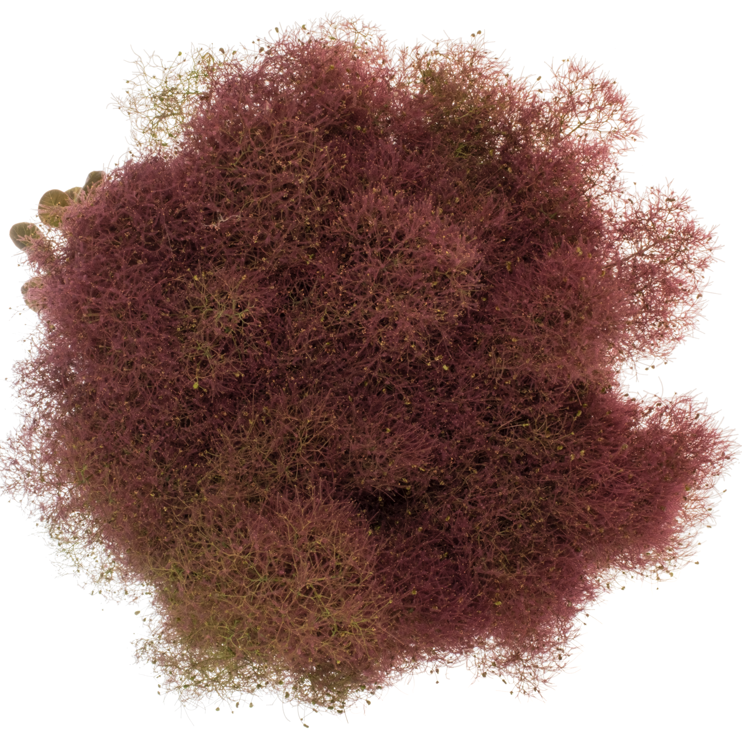 Perucken weinrot 80cm