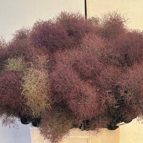 Perucken weinrot 70cm