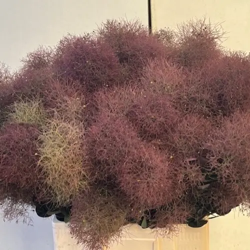 Perucken weinrot 70cm