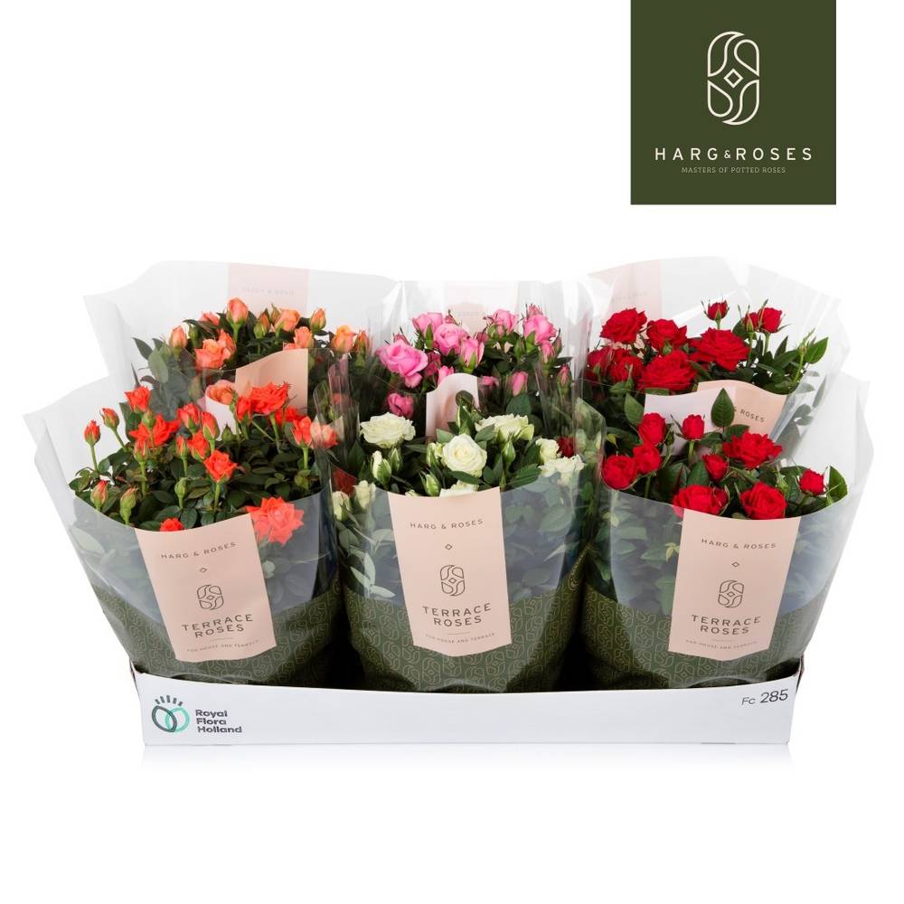Rosa Schale mix T21 H030