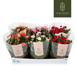 Rosa Schale mix T21 H030