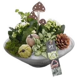 Kal.Arr PTHG3330 Herbst T26 H022