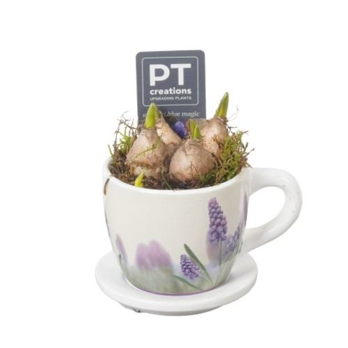 Muscari.Arr PTMB2641 T11 H13