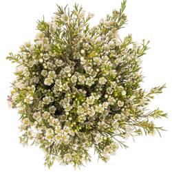 Wachsflower weiss Luna 35 Gramm 70cm