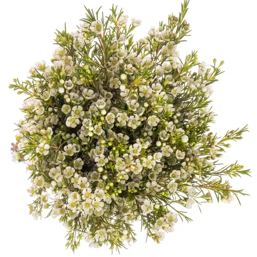 Wachsflower weiss Luna 35 Gramm 70cm