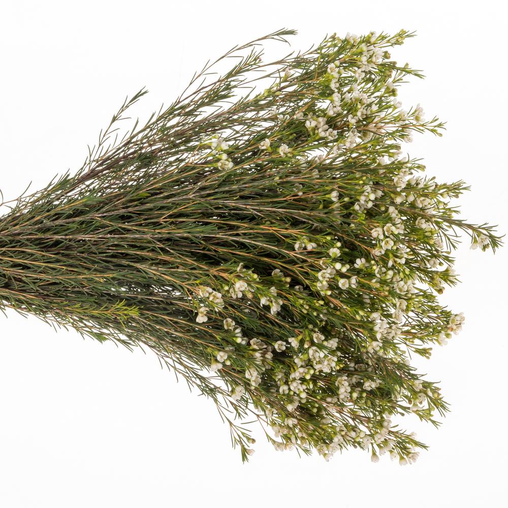 Wachsflower weiss Luna 35 Gramm 70cm