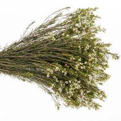 Wachsflower weiss Luna 35 Gramm 70cm