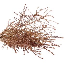 Forsythia gelb pro bund 80cm
