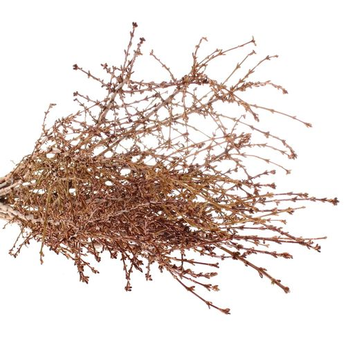 Forsythia gelb pro bund 80cm