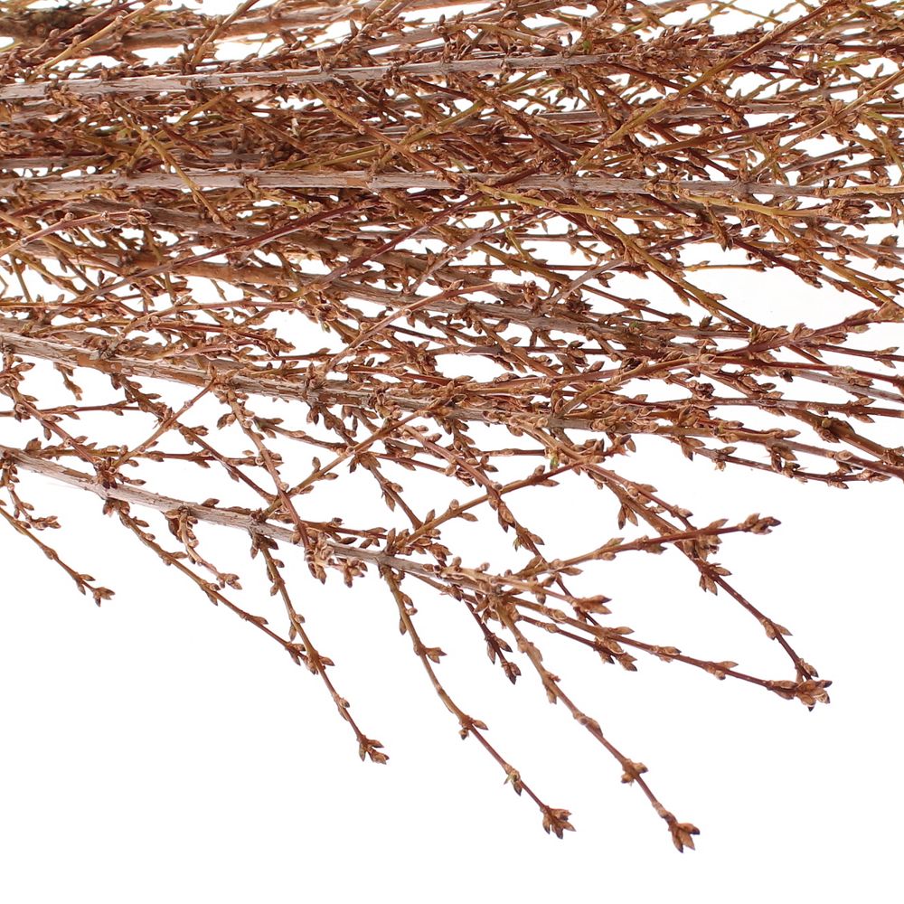 Forsythia gelb pro bund 80cm