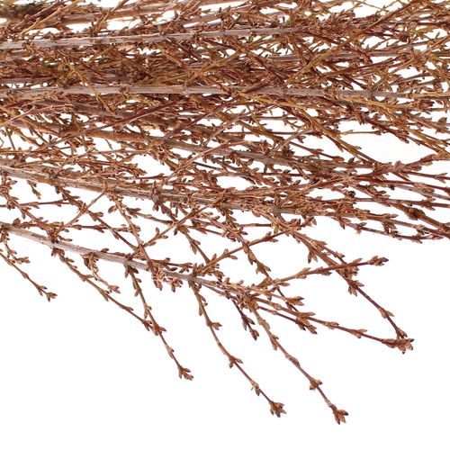 Forsythia gelb pro bund 80cm