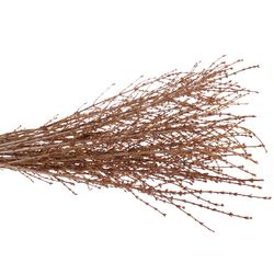 Forsythia gelb pro bund 80cm