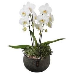 Phal.Arr PTIB5350 T23 H056