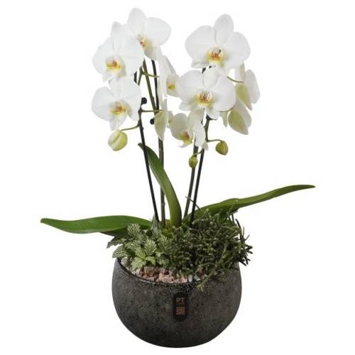 Phal.Arr PTIB5350 T23 H056
