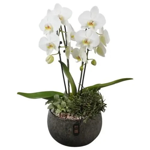 Phal.Arr PTIB5350 T23 H056