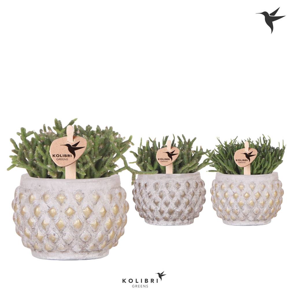 Rhipsalis mix im Keramik Khaki mix T06 H011