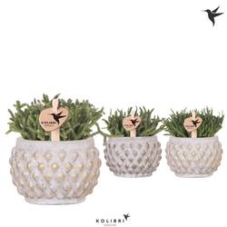 Rhipsalis mix im Keramik Khaki mix T06 H011