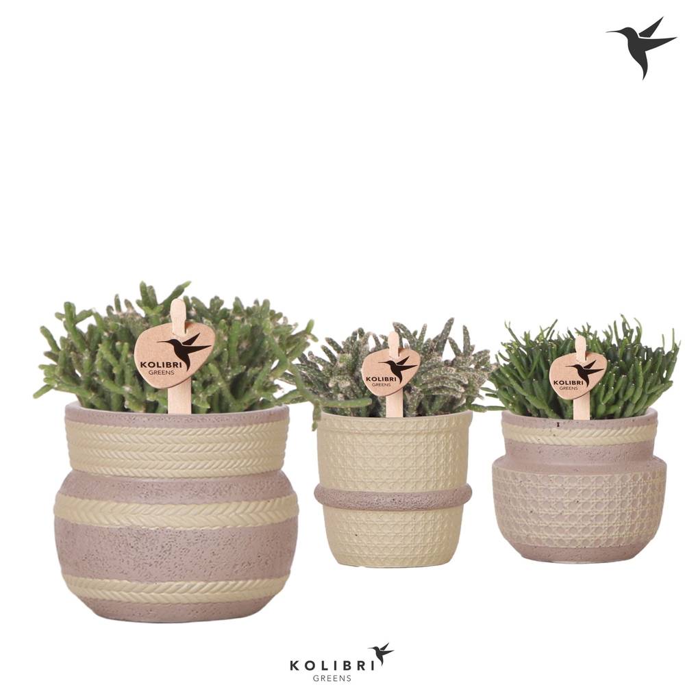 Rhipsalis mix im Keramik Khaki mix T06 H011
