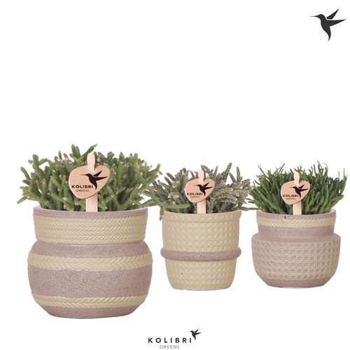 Rhipsalis mix im Keramik Khaki mix T06 H011