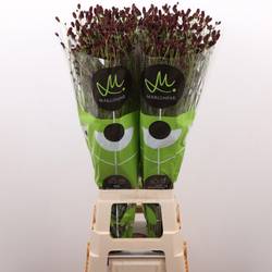 Sanguisorba weinrot Black Dream Select 80cm
