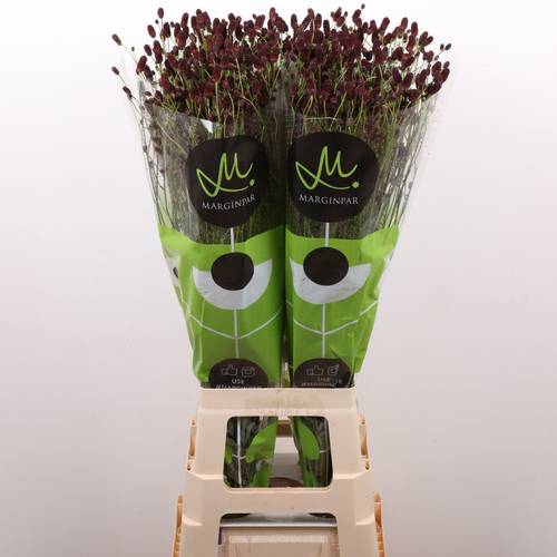 Sanguisorba weinrot Black Dream Select 80cm
