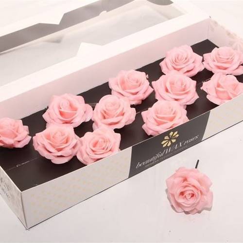 Seiden Wachs Rose apricot D10cm (9110) Oceana
