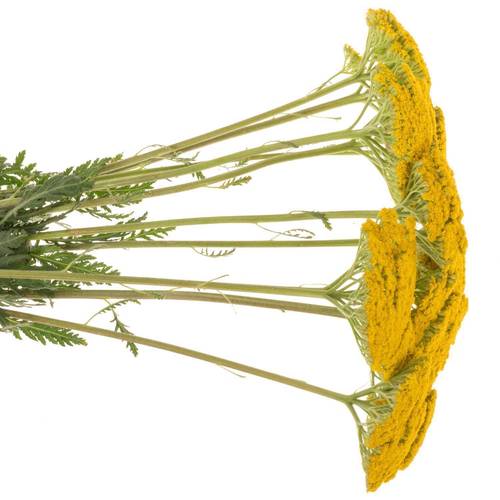 Achillea gelb Parker 70cm