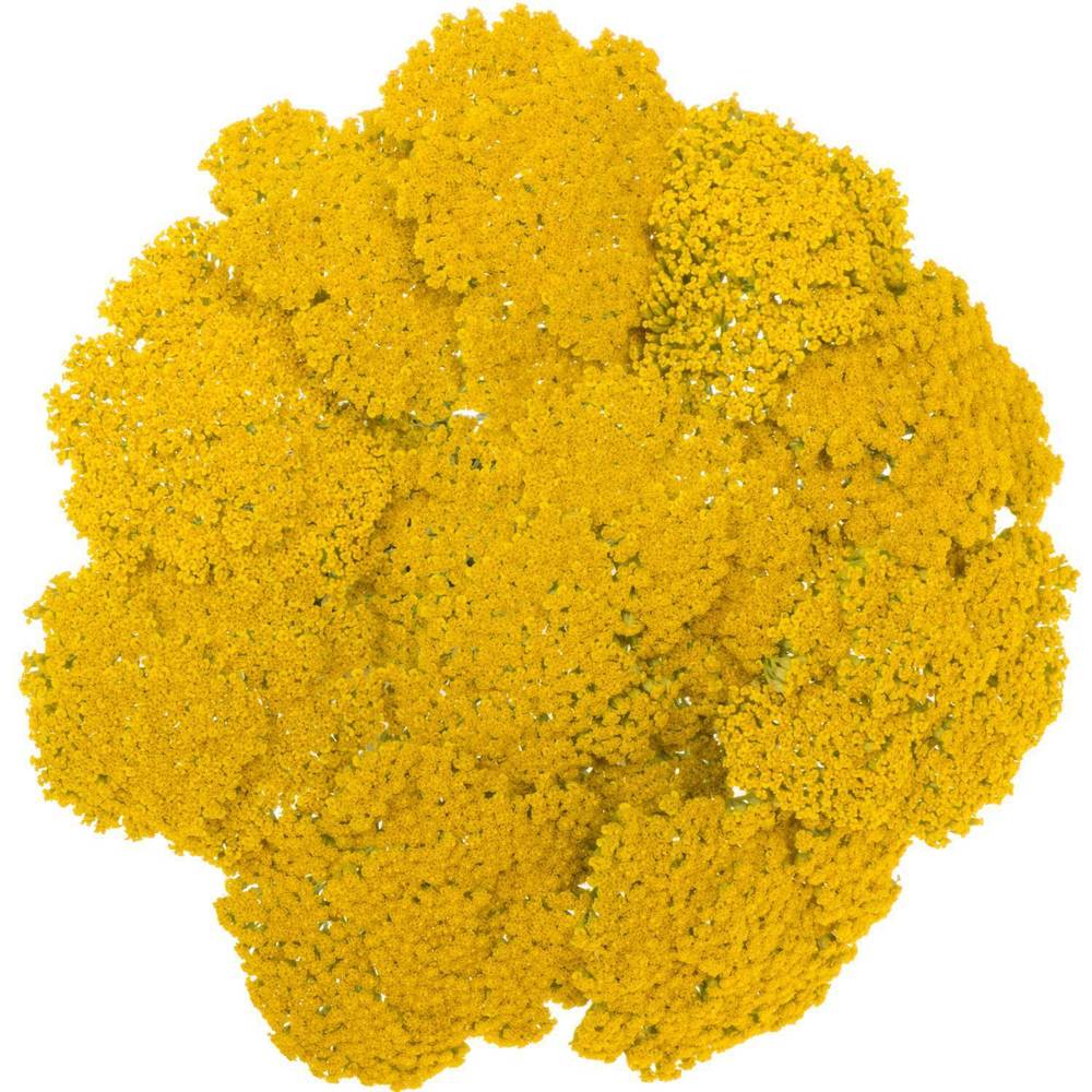 Achillea gelb Parker 70cm