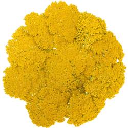 Achillea gelb Parker 70cm