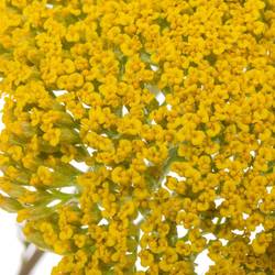 Achillea gelb Parker 70cm