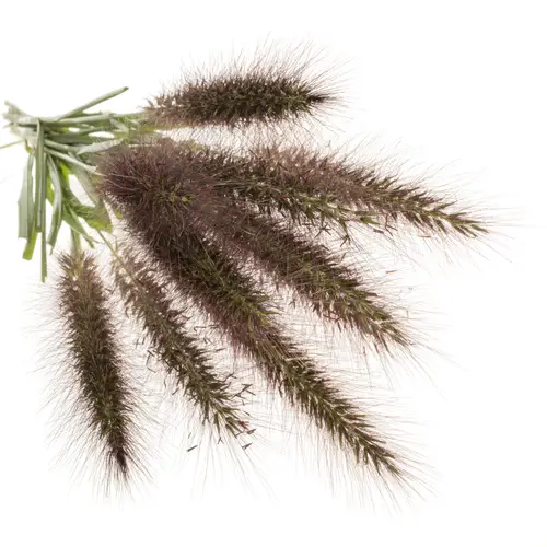 Ziergras weinrot-grün Pennisetum Redhead 85cm
