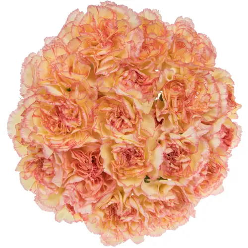 Nelke gelb/rosa Poirot F G 65cm