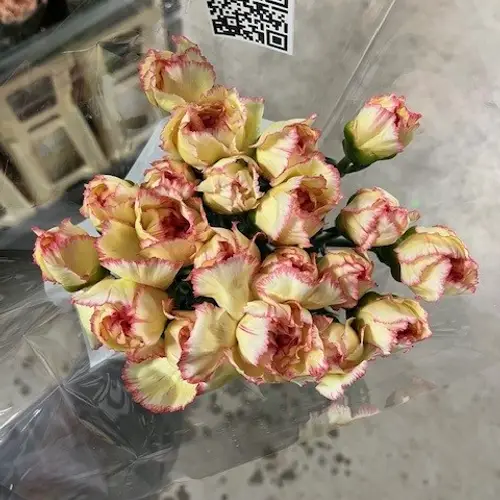 Nelke gelb/rosa Poirot F G 65cm