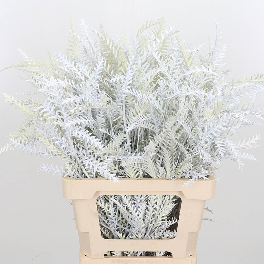 Grevilea Ivanhoe weiss gefärbt