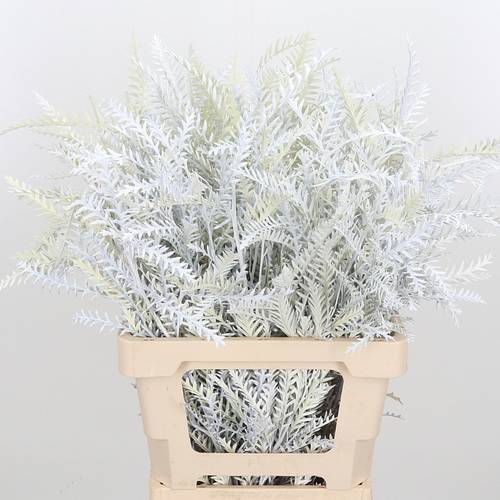 Grevilea Ivanhoe weiss gefärbt