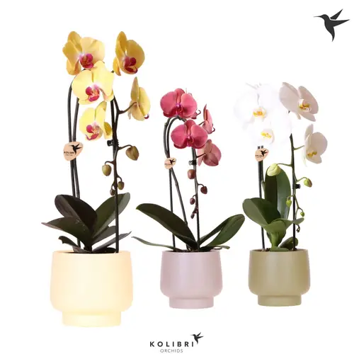 Phal.1-R mix Cascade im Scandic Übertopf T12 H050
