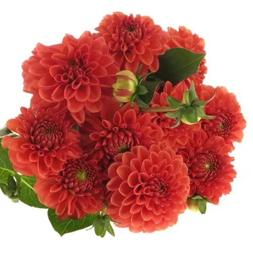 Dahlia dunkel orange Fox 45cm
