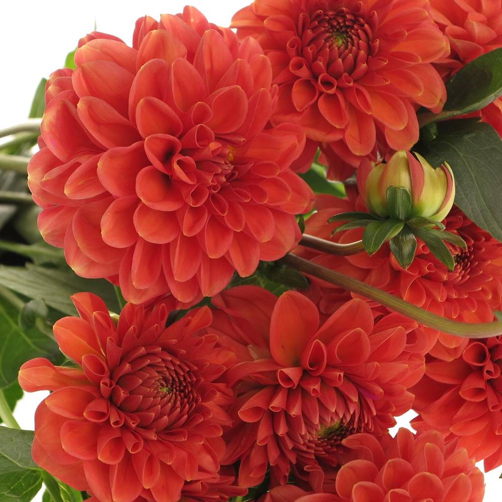 Dahlia dunkel orange Fox 45cm