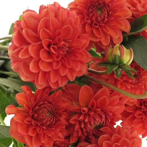 Dahlia dunkel orange Fox 45cm
