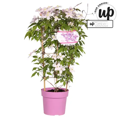 Clematis Rubens T19 H70