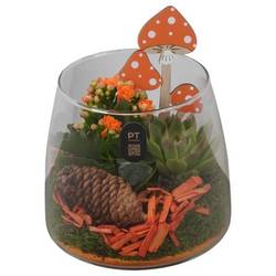 Kal.Arr PTHG8290 Herbst T14 H020