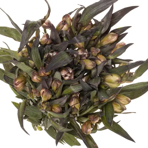 Alstromerie braun brownies gefärbt 80cm