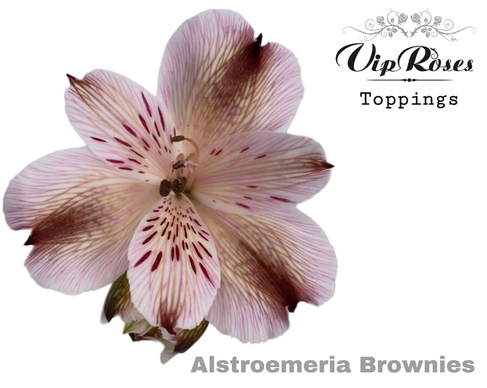 Alstromerie braun Brownies gefärbt 80cm