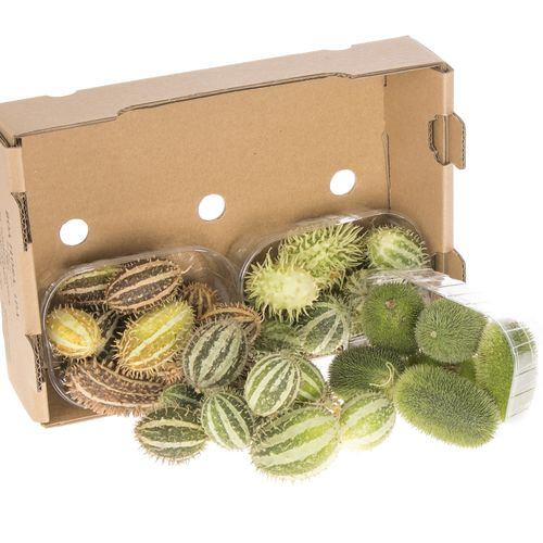 Cucumis mix  Kiste
