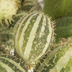 Cucumis mix  Kiste